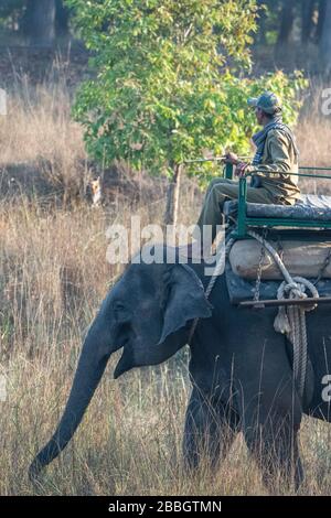 Indien, Madhya Pradesh, Bandhavgarh-Nationalpark. Park-Ranger auf Elefanten (Mahouts) patrouillieren das Gebiet. Tiger in der Ferne unter dem Baum. Stockfoto