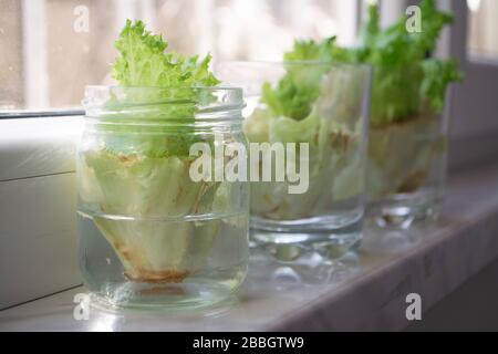 Wachsender Salat in Wasser aus Schrott in Küche und Fensterbank Stockfoto