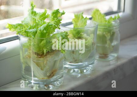 Wachsender Salat in Wasser aus Schrott in Küche und Fensterbank Stockfoto