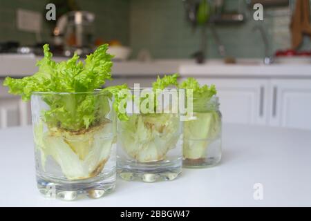 Wachsender Salat in Wasser aus Schrott in Küche und Fensterbank Stockfoto