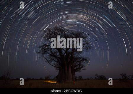 Startrail bei Baines Baobab's Stockfoto