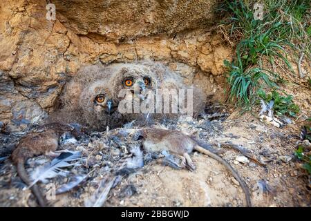 Kleine eurasische Adler-Eule-Küken, die in felsigen Klippen aus dem Nest schauen Stockfoto