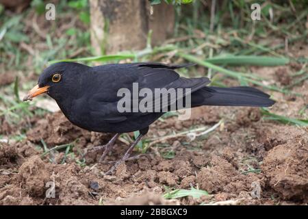 Speichern Sie männlichen gemeinen Schwarzvogelvogel mit gelbem Augenring, während Sie im Frühjahr nach Regenwürmern suchen Stockfoto