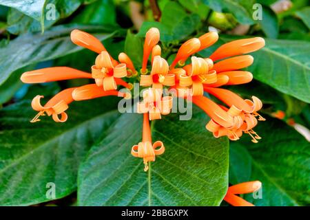 Nahaufnahme einer orangefarbenen Trumpet Vine (Pyrostegia venusta) Stockfoto