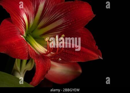 Rote Amaryllis, Blume in voller Blüte auf schwarzem Hintergrund Stockfoto