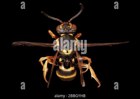 Biene. Makroaufnahmen von Bienen. Stockfoto