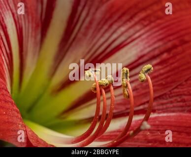 Rote Amaryllisblüte isoliert mit Staubblättern im Fokus Stockfoto