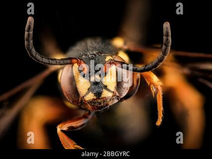 Biene. Makroaufnahmen von Bienen. Stockfoto