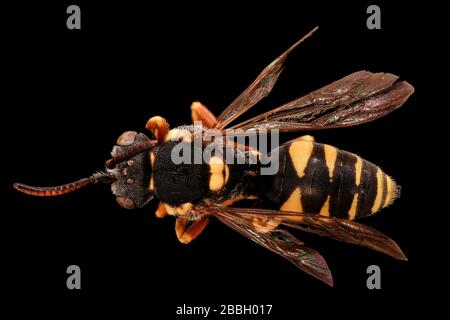 Biene. Makroaufnahmen von Bienen. Stockfoto