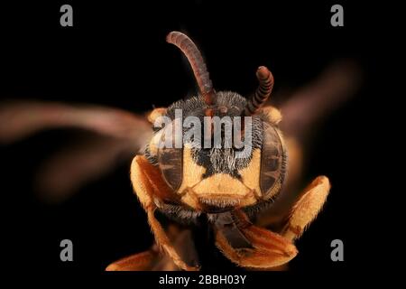 Biene. Makroaufnahmen von Bienen. Stockfoto