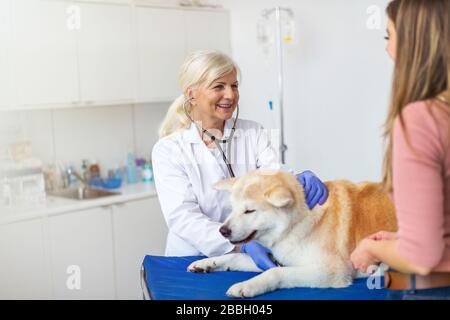 Weiblicher Tierarzt, der einen Hund in ihrem Büro untersucht Stockfoto