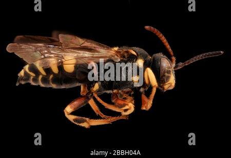 Biene. Makroaufnahmen von Bienen. Stockfoto