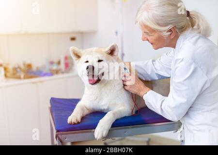 Weiblicher Tierarzt, der einen Hund in ihrem Büro untersucht Stockfoto