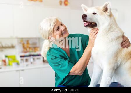 Weiblicher Tierarzt, der einen Hund in ihrem Büro untersucht Stockfoto