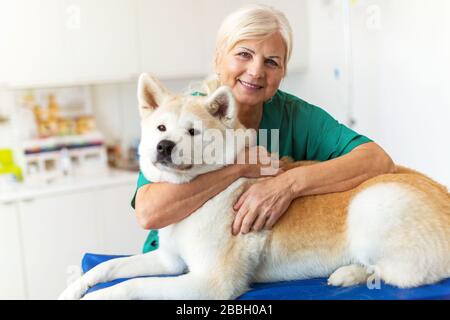 Weiblicher Tierarzt, der einen Hund in ihrem Büro untersucht Stockfoto