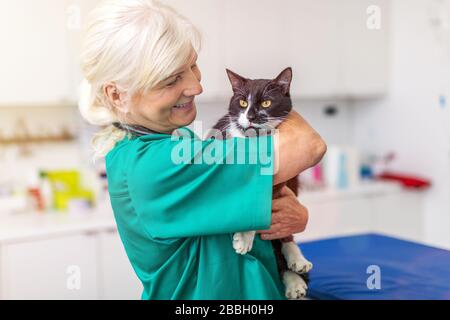 Tierarzt, der eine Katze in der Tierarztpraxis untersucht Stockfoto