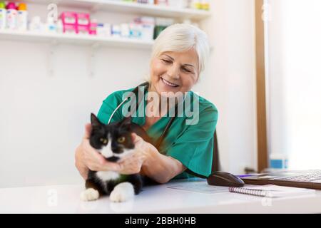 Tierarzt, der eine Katze in der Tierarztpraxis untersucht Stockfoto