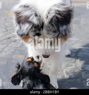 Ein Hund König Charles, ein niedlicher Welpe, der eine Grenzcollie küsst Stockfoto