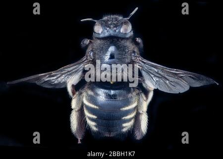 Biene. Makroaufnahmen von Bienen. Stockfoto