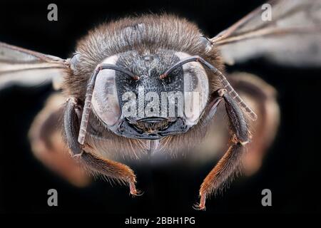 Biene. Makroaufnahmen von Bienen. Stockfoto