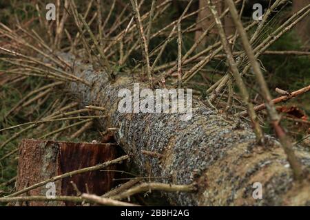 Im Wald liegt ein gesägter Baum mit vielen Zweigen Stockfoto