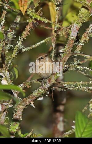 Mountain Wren (Troglodytes solstitialis) Erwachsener thront auf Branch Owlet Lodge, Peru Februar Stockfoto