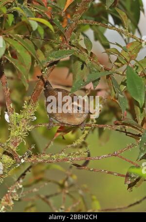 Mountain Wren (Troglodytes solstitialis) Erwachsener thront auf der Twig Owlet Lodge, Peru Februar Stockfoto