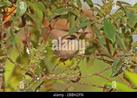 Mountain Wren (Troglodytes solstitialis) Erwachsener thront auf der Twig Owlet Lodge, Peru Februar Stockfoto