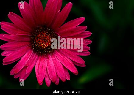Natürliche, unperfekte Rosa Gerber Daisy in Blüte Stockfoto