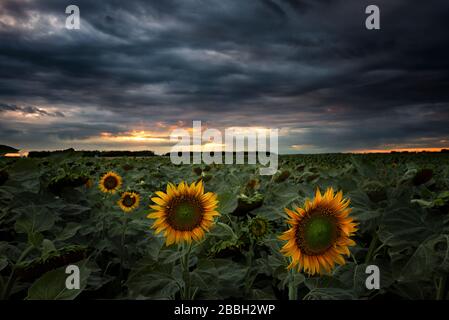 Sonnenuntergang über Sonnenblumenfeld im ländlichen Manitoba, Kanada Stockfoto