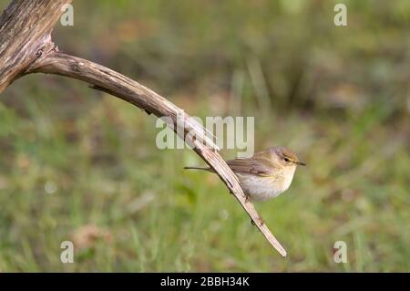 Chiffchaffe, Phylloscopus collybita, thront auf EINEM Ast über EINEM Teich, der nach Insekten sucht. Aufgenommen bei Stanpit Marsh UK Stockfoto