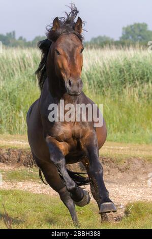 Kopf auf Aufnahme EINES New Forest Pony galoppieren, läuft vor EINEM Schilfbett. Aufgenommen bei Stanpit Marsh UK Stockfoto