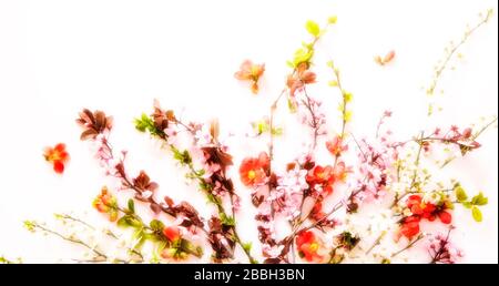 Blumenarrangement im Frühling auf weißem Hintergrund Stockfoto