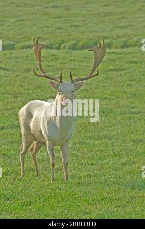 Fallow Deer Cervus Dama England Stockfoto