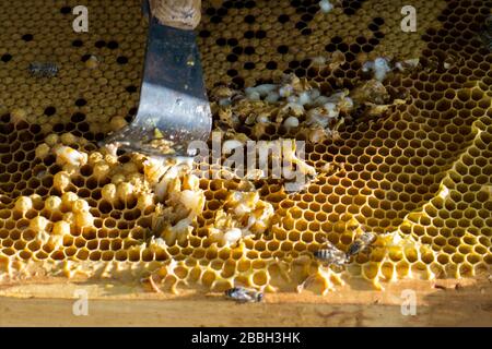 Foto von Bienen auf Wabe in Apiary Stockfoto