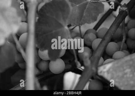 Zweig junger grüner Trauben, Schwarz-Weiß-Foto, selektiver Fokus Stockfoto