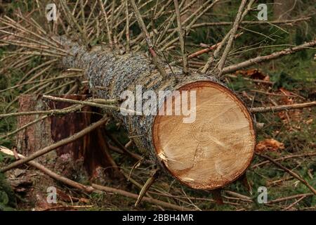 Im Wald liegt ein gesägter Baum mit vielen Zweigen Stockfoto