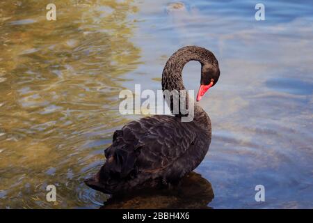 Ein schwarzer Schwan, der auf einem Wasserpool schwimmend ist Stockfoto