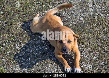 Eine Hundemischung hält und schützt seinen Hof. Wir lassen niemanden zu. Stockfoto