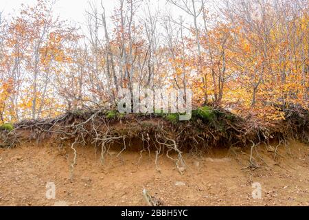 In einem Wald befindet sich eine Holzbrücke, die ruiniert ist. Pflanzen haben im Herbst perfekte, bunte Töne und im Wald befindet sich ein See. Stockfoto