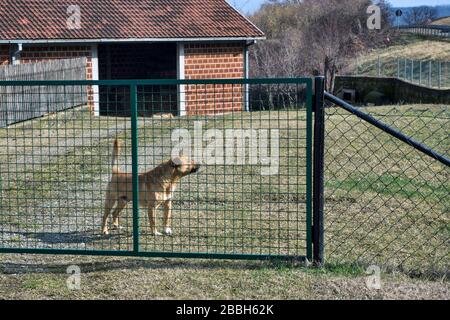 Eine Hundemischung hält und schützt seinen Hof. Wir lassen niemanden zu. Stockfoto