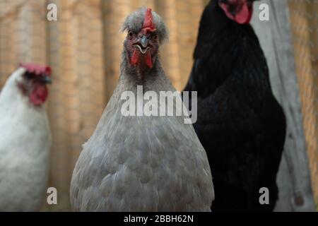Graue Silkie Henne, die mit anderen Hühnern in einem Hinterhof-Coop verärgert vorne und in der Mitte aussieht Stockfoto