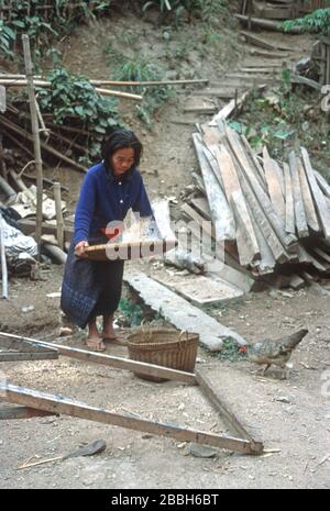 Eine laotische Frau in traditioneller Kleidung wirft Reis aus einem gewebten Tablett in Luang Prabang, Laos, in die Luft. Diese Winnowing ermöglicht es der Luft, die essbaren Körner von den Stielen, Heu, Spreu und Insekten Schädlinge zu trennen. Sie hat einen Weidenkorb, um den Reis zu halten und ein Huhn pickt durch die Reste auf dem Boden. Die Stadt Luang Prabang ist ein UNESCO-Weltkulturerbe. Stockfoto