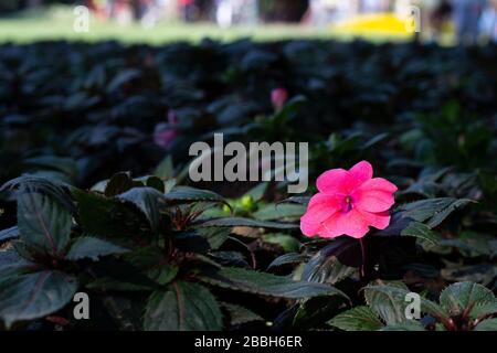 Es ist ein perfektes Geschenk für ein Mädchen. Schöne bunte Blumen Stockfoto