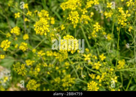 Das sind ausgezeichnete Rosen- und Pflanzenstücke in einem öffentlichen Garten. Die Blumen haben sowohl rosafarbene als auch weiße Farbe. Sie sind so knallig und hell. Stockfoto