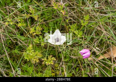 Das sind ausgezeichnete Rosen- und Pflanzenstücke in einem öffentlichen Garten. Die Blumen haben sowohl rosafarbene als auch weiße Farbe. Sie sind so knallig und hell. Stockfoto