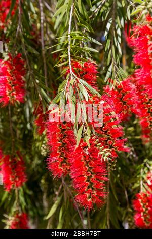 Rote Abfüllbürste, Kallistemon-Arten, alte, Algarve, Portugal Stockfoto