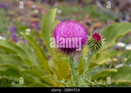 Das sind ausgezeichnete Rosen- und Pflanzenstücke in einem öffentlichen Garten. Die Blumen haben sowohl rosafarbene als auch weiße Farbe. Sie sind so knallig und hell. Stockfoto