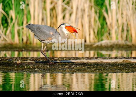 Großer blauer Heron, Ardea herodias, schluckt einen großen orangen Koi-Fisch am Yellow Lake im Okanagan Valley von British Columbia, Kanada Stockfoto