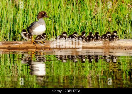 Goldeneye der weiblichen Burrow mit neun Küken, die auf einem Log am Lightning Lake, E.C. ruhen Manning Provinzpark, British Columbia, Kanada Stockfoto